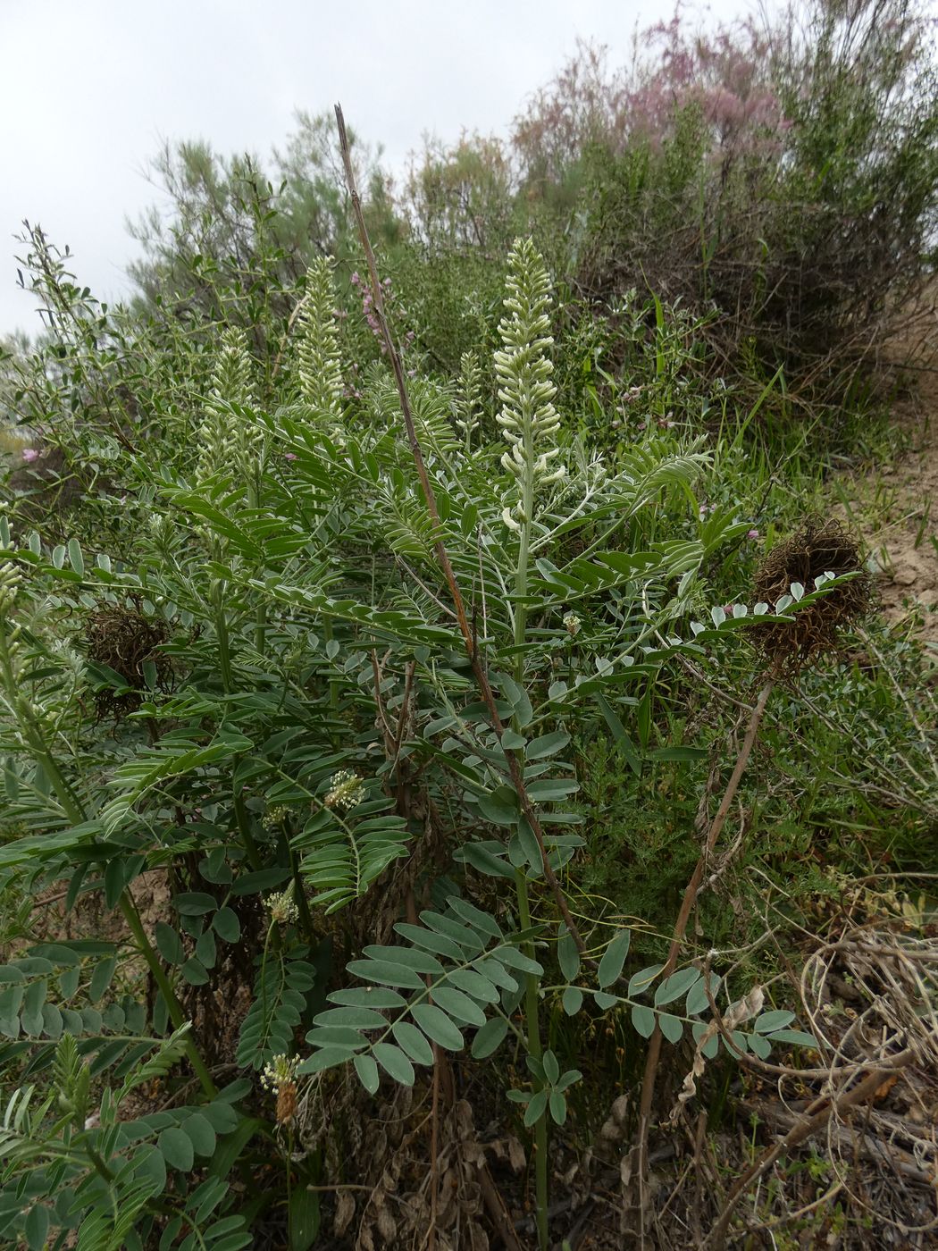 Image of Pseudosophora alopecuroides specimen.