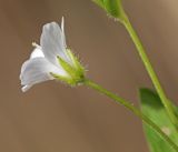 Pseudostellaria heterantha. Цветок. Приморский край, Хасанский р-н, юго-западный берег бухты Рейд Паллада, подножье горы Мраморная, у ручья. 17.05.2026.
