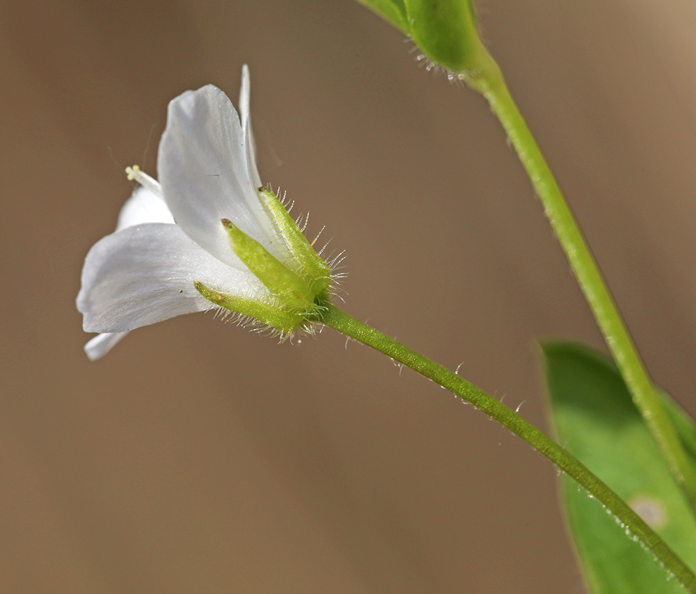 Image of Pseudostellaria heterantha specimen.