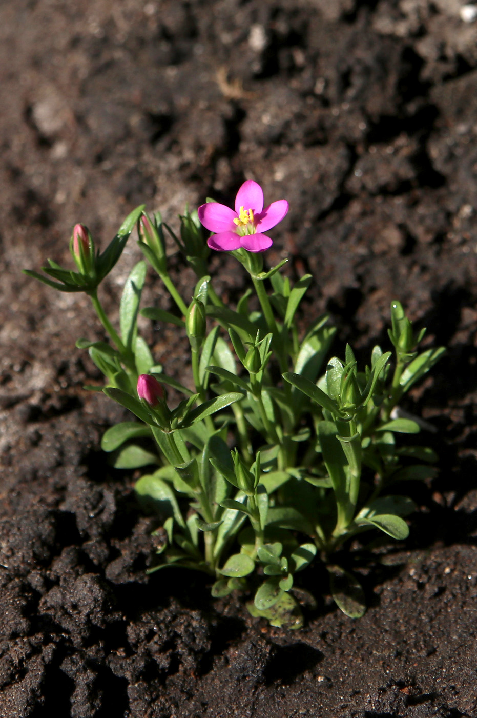 Изображение особи Centaurium portense.