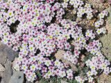 Androsace bryomorpha. Часть дерновинки цветущего растения. Таджикистан, Горно-Бадахшанская автономная обл., Рушанский р-н, хр. Музкол, Сарезское оз., пик Обзорный, ≈ 4426 м н.у.м., скопление мелкозёма среди камней на вершине горы. 24 июня 2026 г.