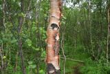 род Betula. Часть ствола. Мурманск, ю. склон Варничной сопки, берёзовый лес. 7 июля 2026 г.