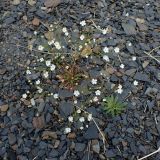 Androsace lactiflora