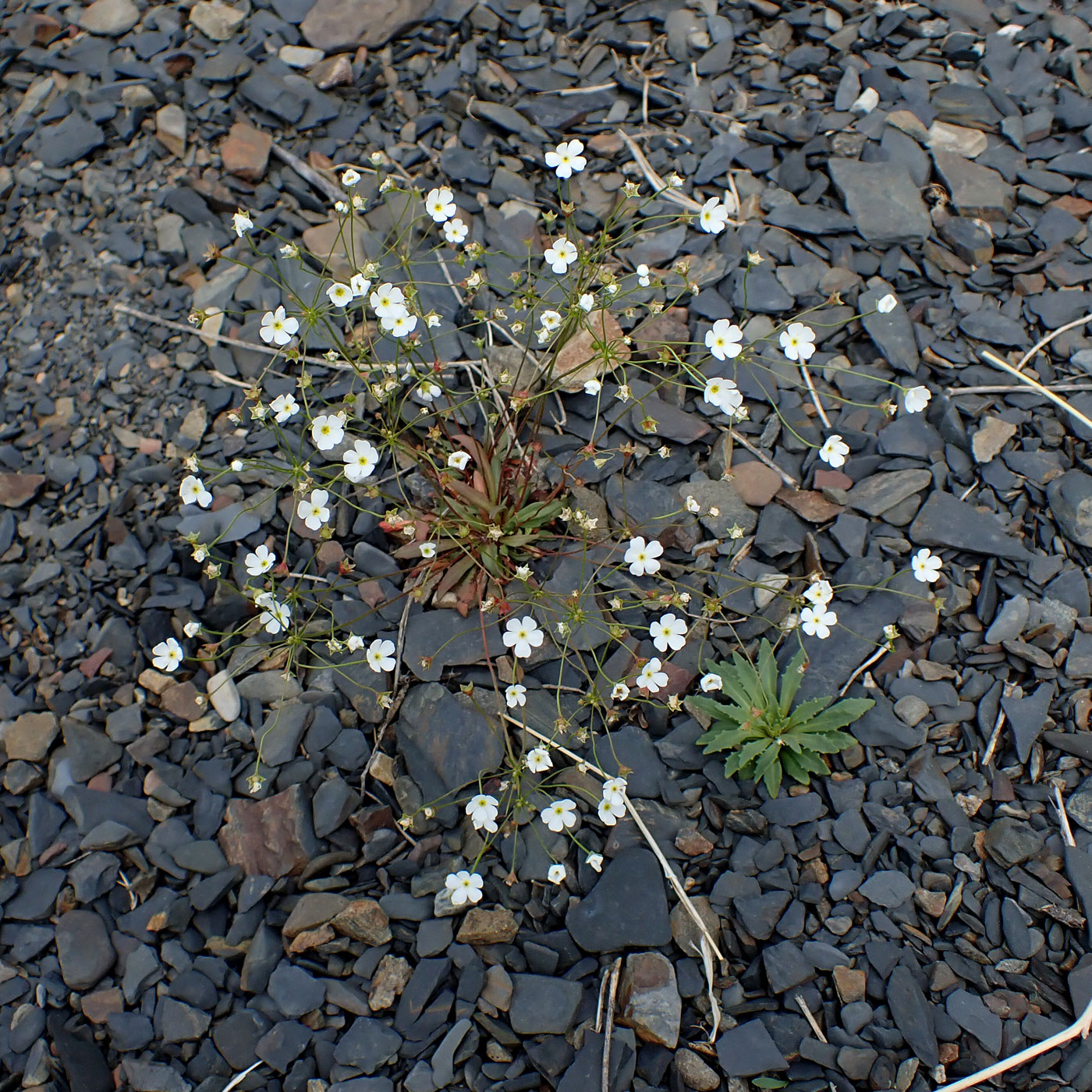 Image of Androsace lactiflora specimen.