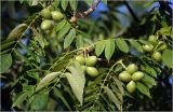 Juglans mandshurica. Соплодия с созревающими плодами. Московская обл., Раменский р-н, окр. дер. Хрипань, садовый участок. 17.07.2026.
