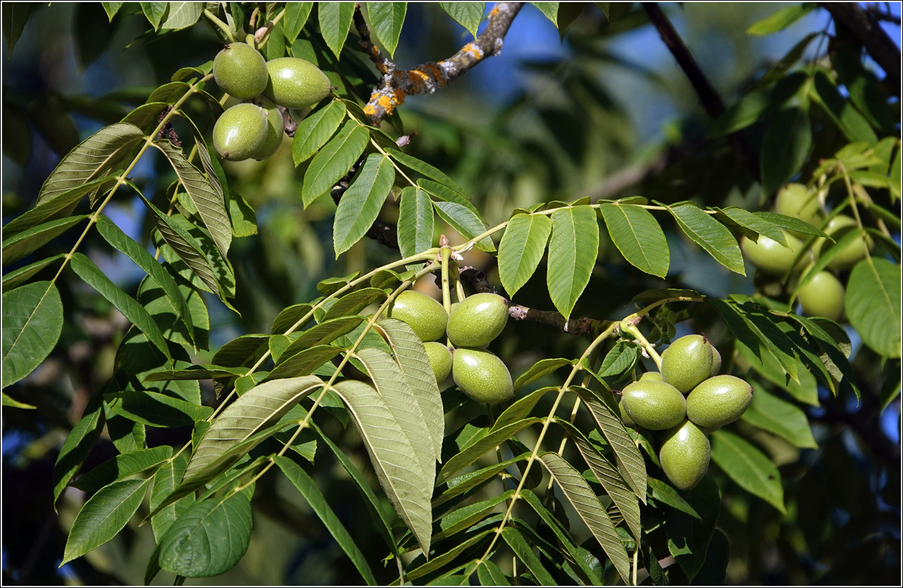 Image of Juglans mandshurica specimen.