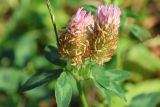Trifolium pratense. Отцветающие соцветия. Калужская обл., г. Таруса, дол. ручья Песчаный, ивняк. 16.08.2026.