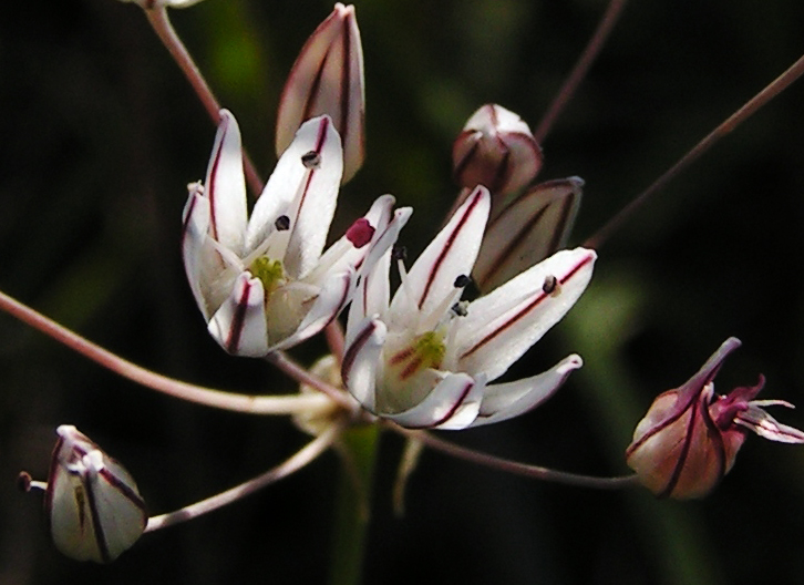 Image of Allium inaequale specimen.