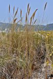 Ammophila arenaria
