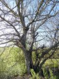 Juglans regia