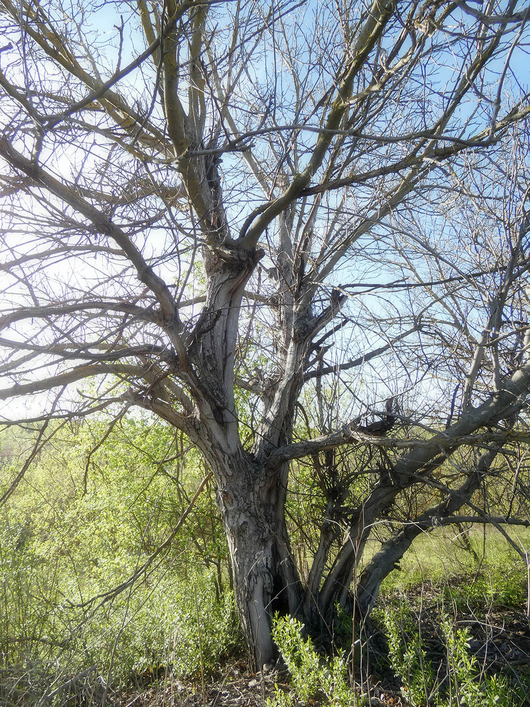 Image of Juglans regia specimen.