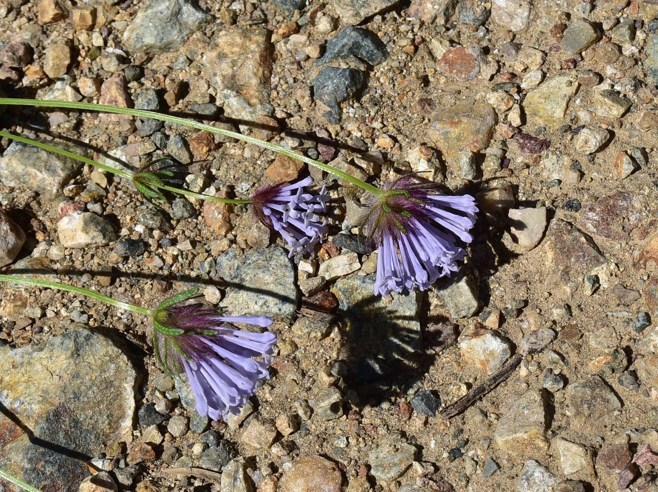 Image of familia Rubiaceae specimen.