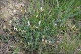 Astragalus subuliformis