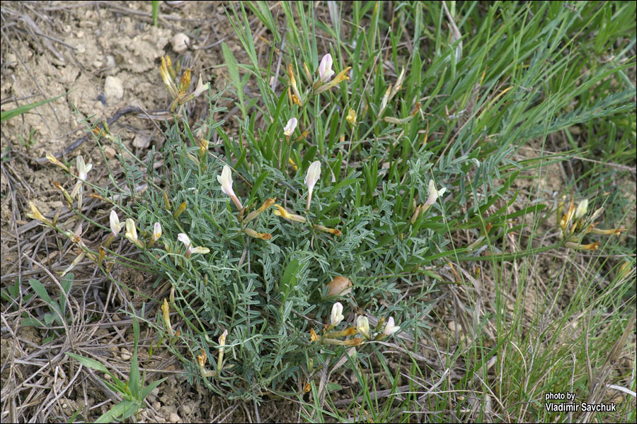 Image of Astragalus subuliformis specimen.