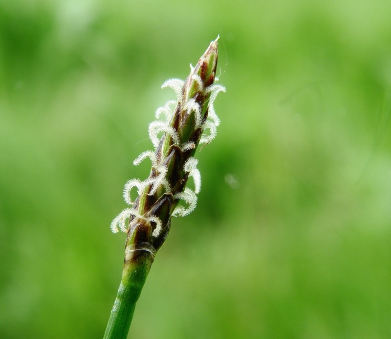 Изображение особи Eleocharis uniglumis.