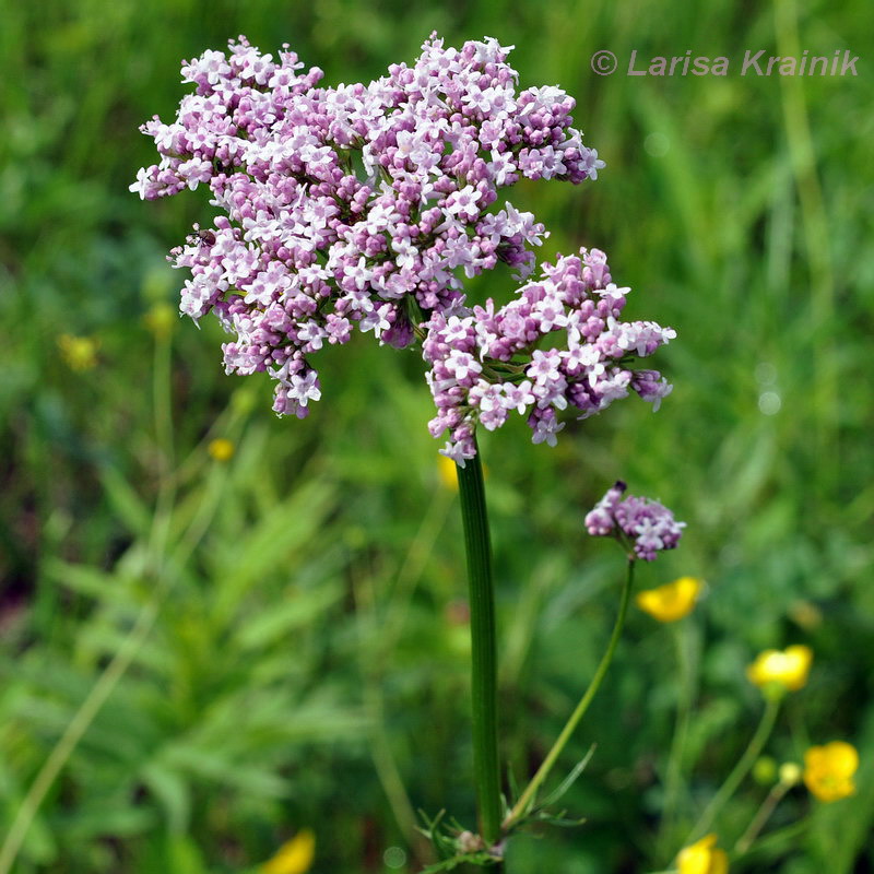 Изображение особи Valeriana alternifolia.