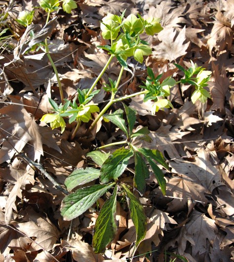 Image of Helleborus orientalis specimen.