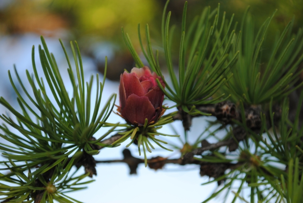 Image of Larix gmelinii specimen.