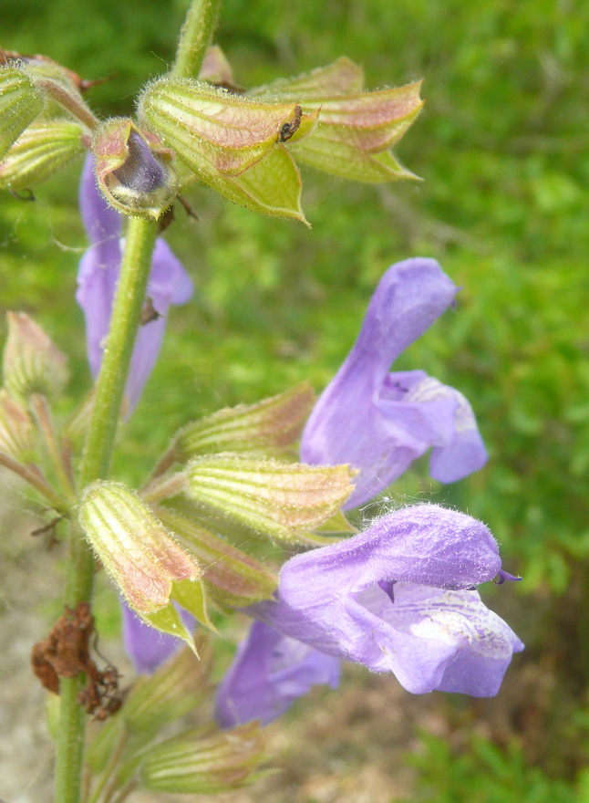 Image of Salvia ringens specimen.