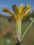 Chondrilla juncea. Соцветие. Крым, предгорья, окр. с. Терновка. 5 августа 2011 г.