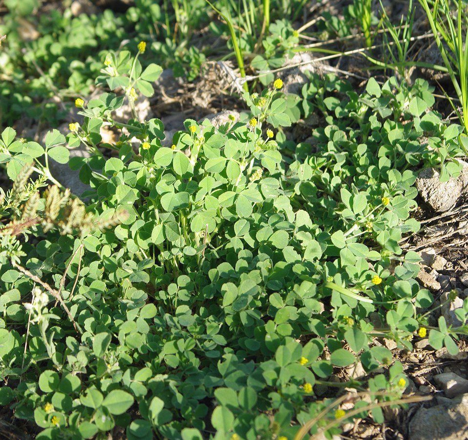 Image of Medicago lupulina specimen.