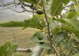 Celtis caucasica