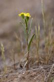 Senecio noeanus. Цветущее растение. Таджикистан, заповедник \"Тигровая балка\", кордон \"Дарё-Куль\". 16.04.2011.