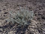 семейство Chenopodiaceae