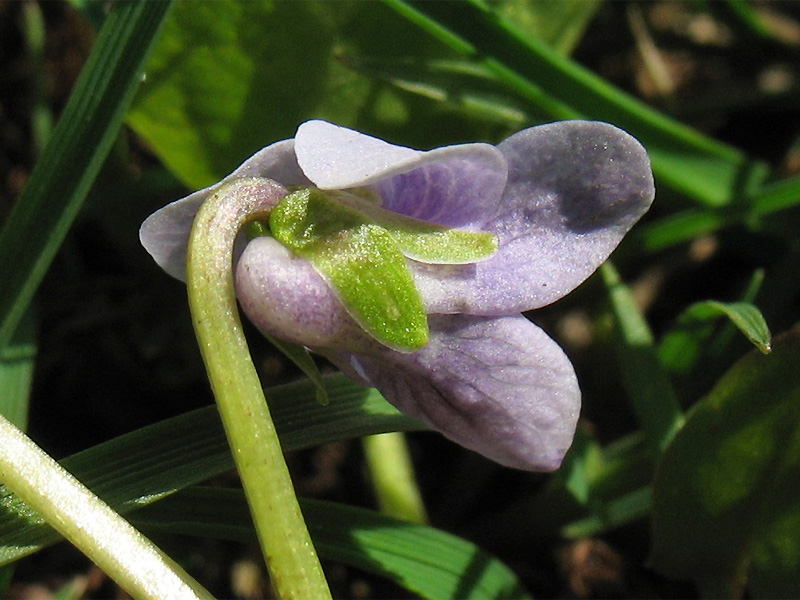 Изображение особи Viola palustris.