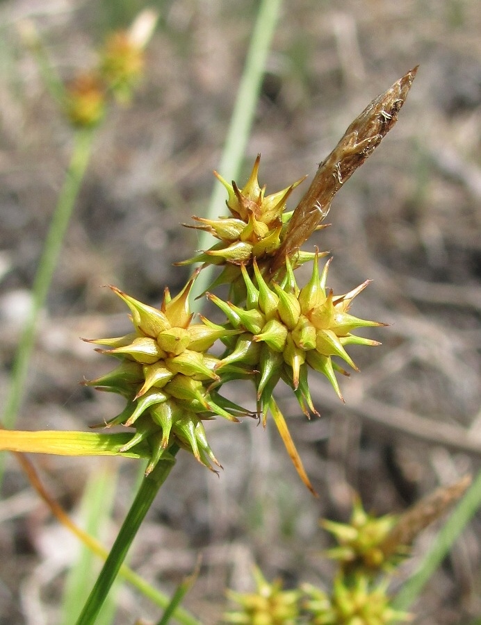 Image of Carex flava specimen.