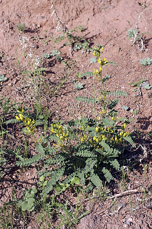 Изображение особи Astragalus harpocarpus.