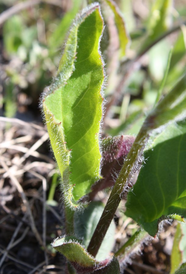 Image of Hieracium macrochlorellum specimen.