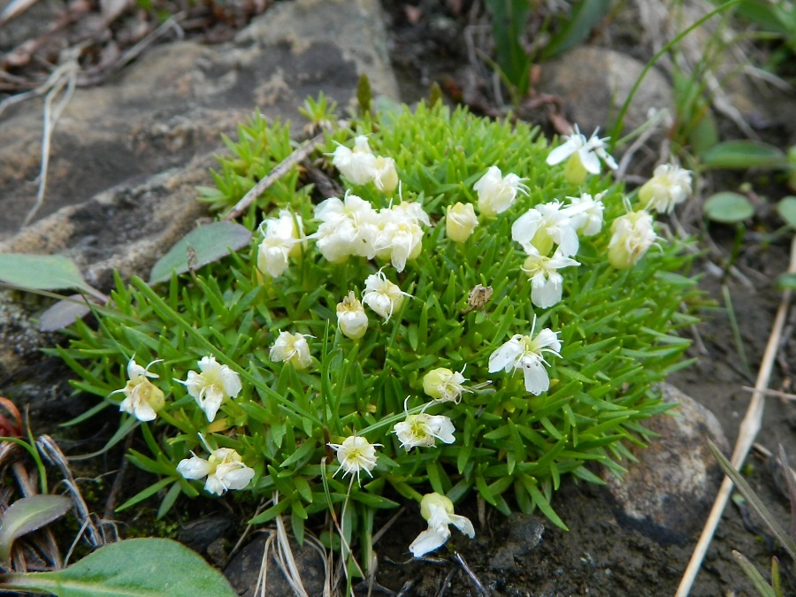 Image of Silene acaulis specimen.