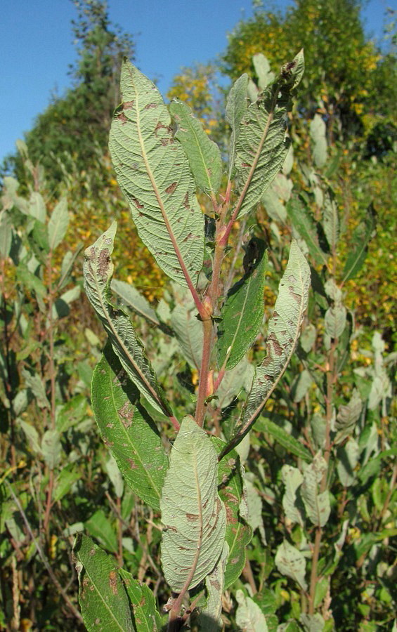 Image of Salix × laurina specimen.