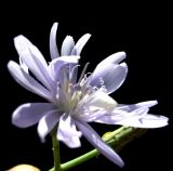 Image of taxon representative. Author is Базар Довлетов