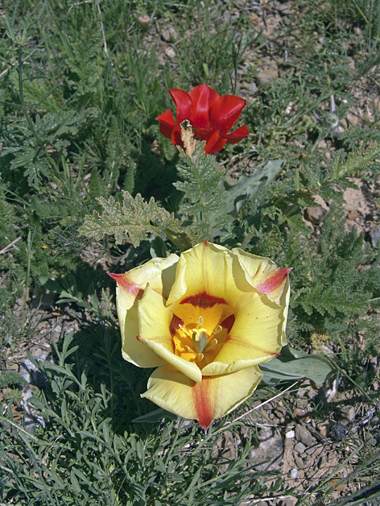 Image of Tulipa greigii specimen.