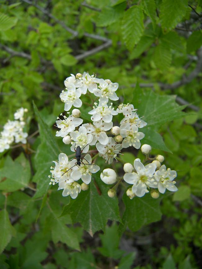 Изображение особи Sorbus torminalis.