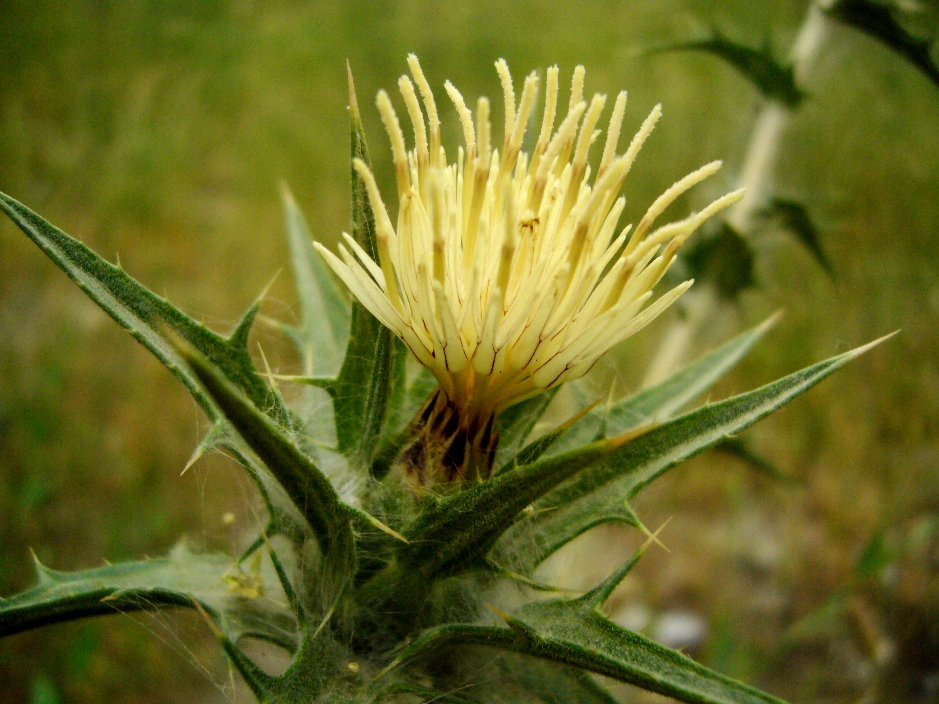 Изображение особи Carthamus × turkestanicus.