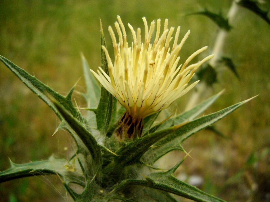 Image of Carthamus &times; turkestanicus specimen.