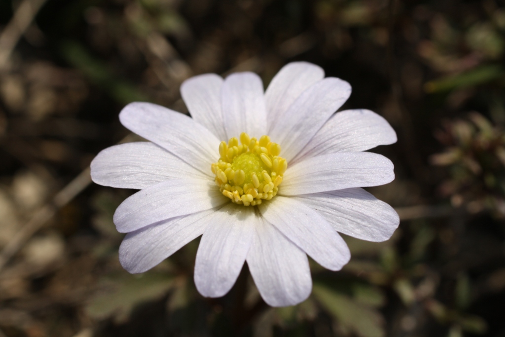 Image of Anemone banketovii specimen.