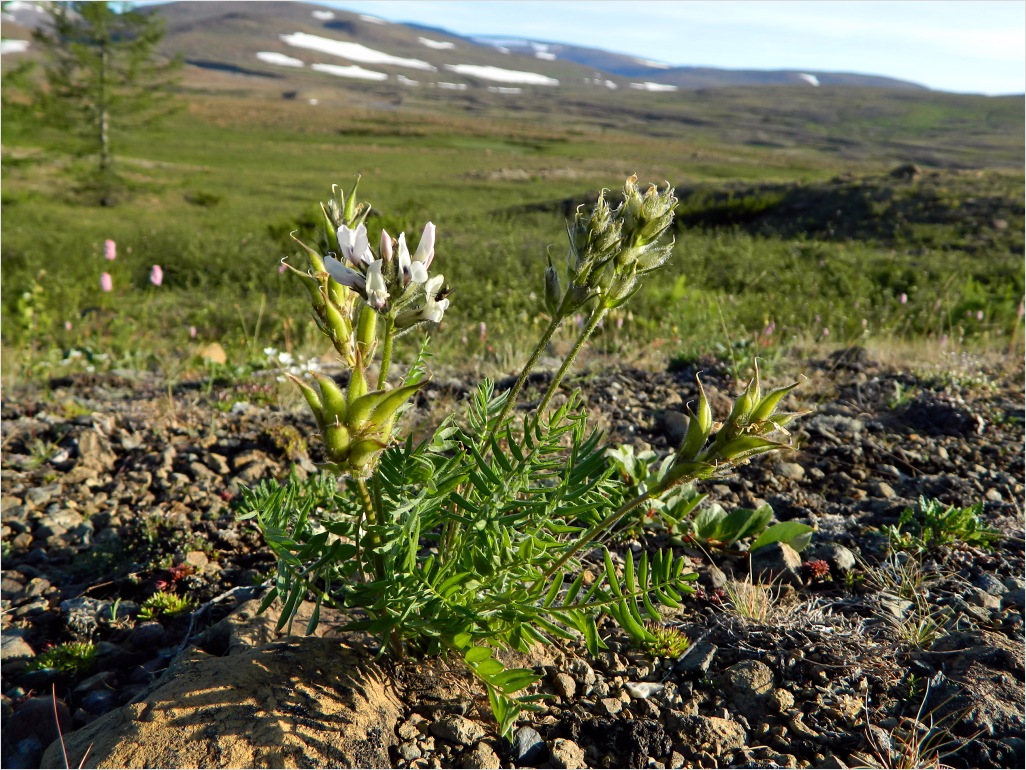 Image of Oxytropis sordida specimen.