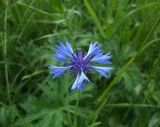 Centaurea cyanus