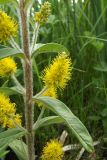 Naumburgia thyrsiflora. Верхняя часть растения с соцветиями. Украина, Черниговская обл., Козелецкий р-н, с. Отрохи, болото. 4 июня 2011 г.