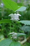 Lamium album subspecies orientale. Верхушка цветущего растения. Сахалин, Тымовский р-н, река Пиленга, долинный ивово-тополёвый лес. 04.07.2011.