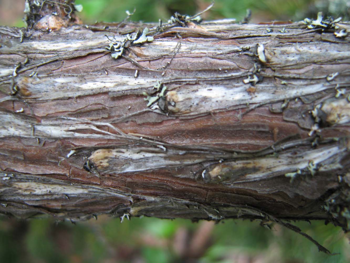 Изображение особи Picea obovata.