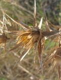Carthamus lanatus