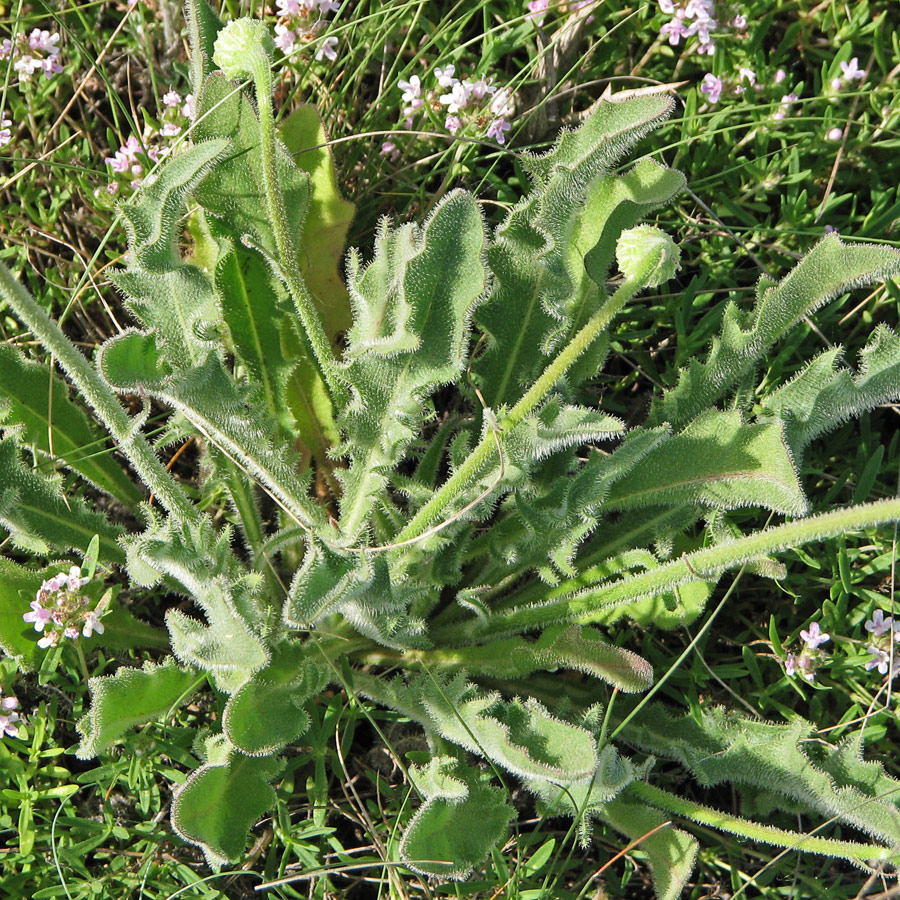 Изображение особи Leontodon biscutellifolius.