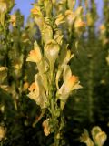 Linaria vulgaris. Соцветие. Смоленская обл., Смоленский р-н, окр. пос. Каспля, край запущенного поля. 08.07.2011.