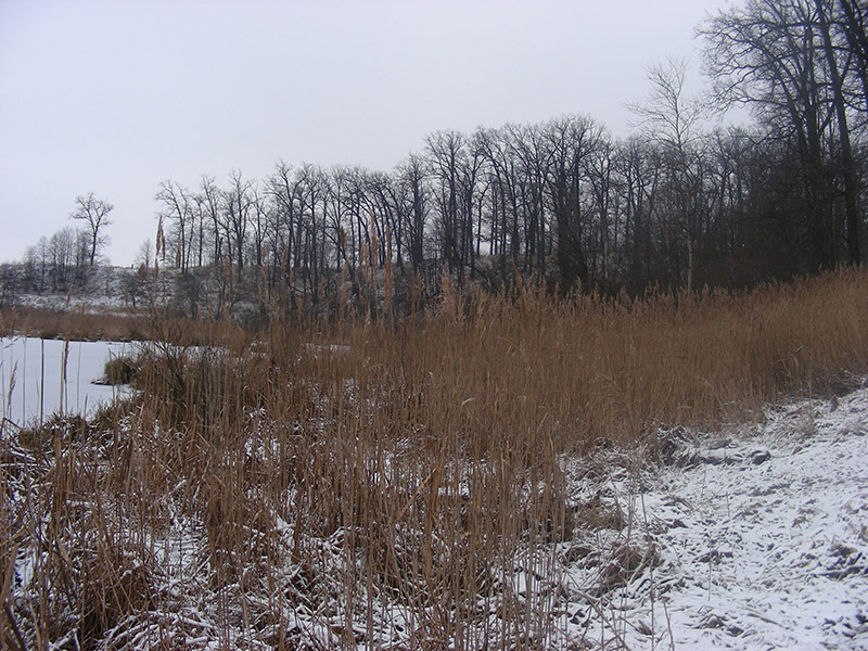 Image of Phragmites australis specimen.