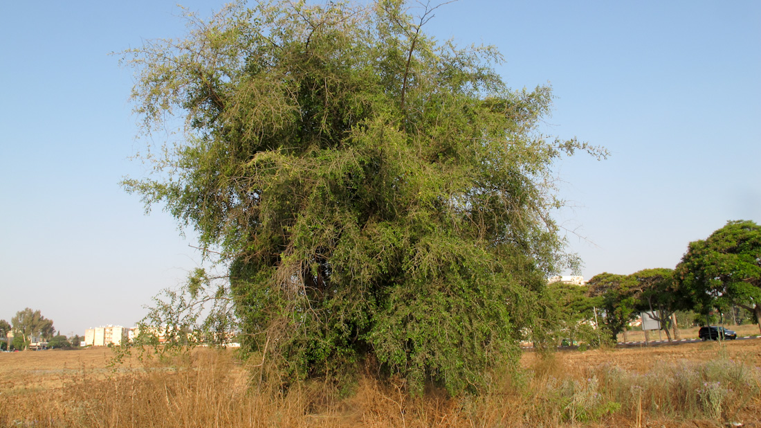 Image of Ziziphus spina-christi specimen.